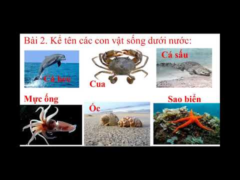 Tiếng Việt 2 - Tuần 26 - Từ ngữ về sông biển. Dấu phẩy.