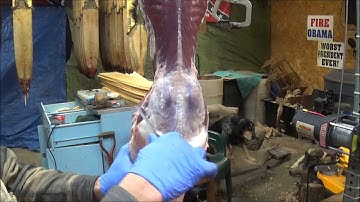 Professional Fur Handling, Otter  Part 1 Skinning