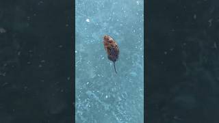 Rat In The Pool No Animals Were Harmed In Making This Video