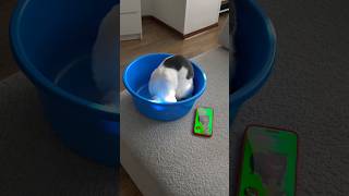 Nikpig Cat & oiiia cat