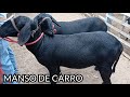 FEIRA DE CAPRINOS E OVINOS DE MONTEIRO PB DIA 23/01/2021 PRIMEIRA VEZ DO CANAL  #LUGARESQUEEUANDO