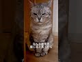 嫉妬深いすずちゃん、、 #猫 #cat #猫好きさんと繋がりたい