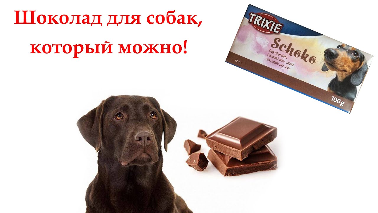 Можно собакам конфеты. Собака шоколадка. Шоколад для собак. Конфеты для собак. Шоколад лакомство.