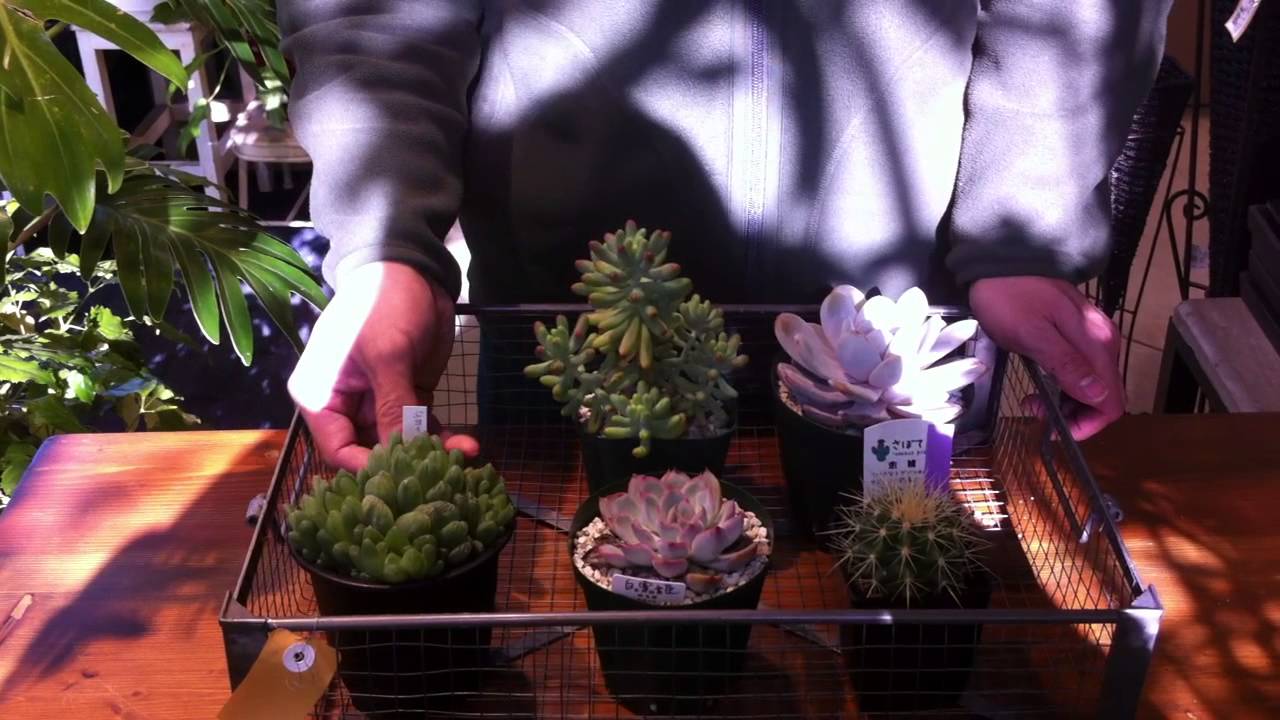 多肉植物の室内での管理の方法 Youtube