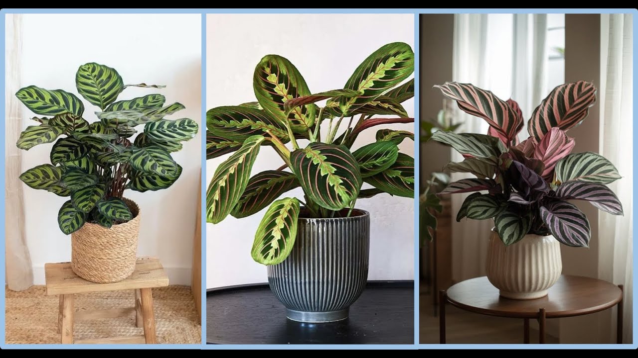 Calathea Care & Benefits 🌿 Keep Your Indoor Plants Thriving! - YouTube