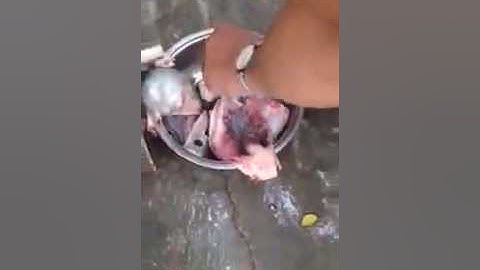 Máy ép xương cá, máy lọc xương cá thác lác, máy tách xương cá làm chả, máy ép cá quả cá nhồng