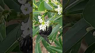 Abeja carpintera. Xylocopa.  Reynosa México.