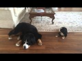 Bernese Mtn Dog Puppy Says Good Morning