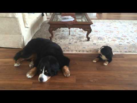 Bernese Mtn Dog Puppy Says Good Morning