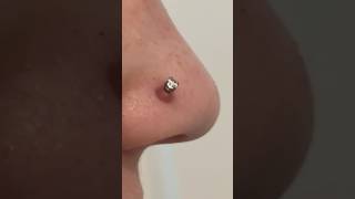 How to get rid of a piercing bump #piercings #piercingbump #keloid #teatreeoil #piercinglife #howto