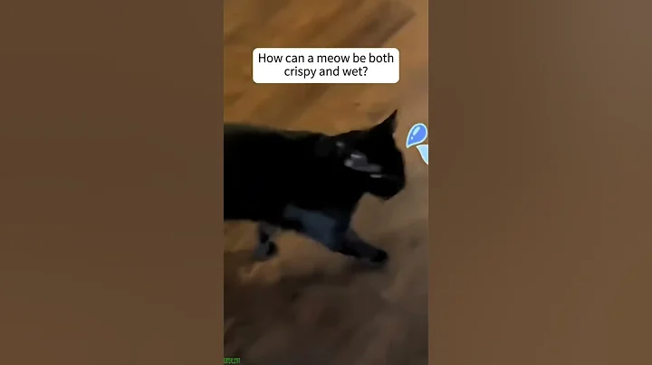 Video 11547661: kitten meowing, funny cat cartoon, laugh funny cat, funny cat jumping