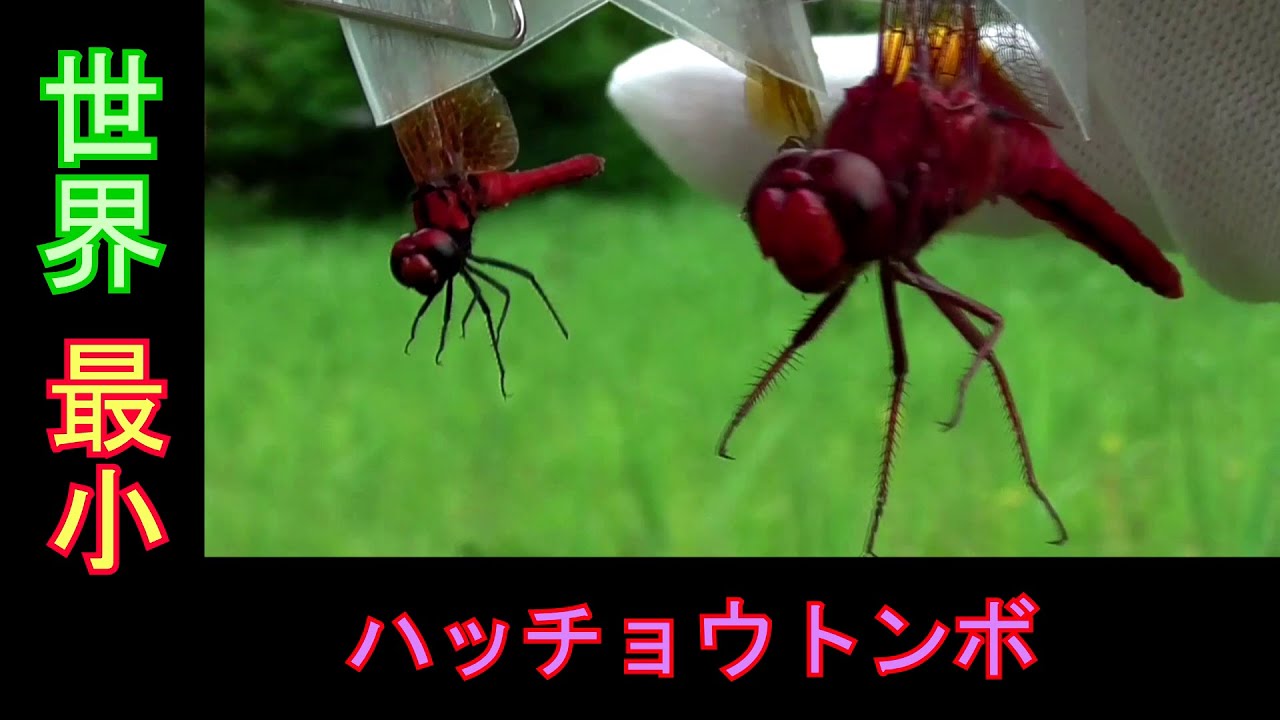 勝ち虫チャンネル 宮城県で獲れるトンボ 36 Youtube