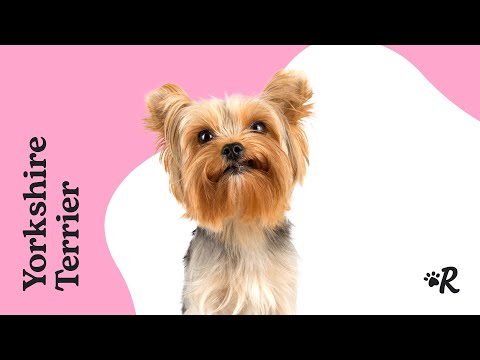Video: Come tagliare i capelli facciali del tuo cane