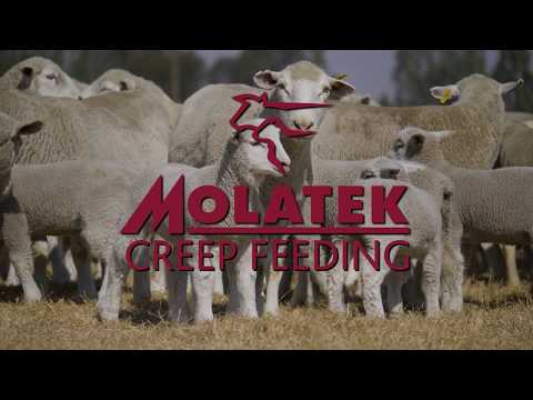 MOLATEK | Creep