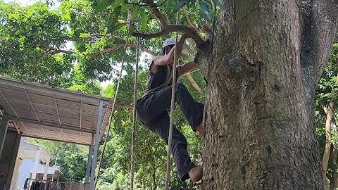 Cưa  cây  xoài  siêu  khủng  .Máy  cưa  lủng  bô  .Cưa  cây  kỷ  thuật  cao