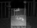 Aww, look at the cute fluffy raccoons together on the deck