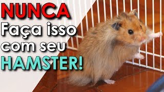 O que NUNCA fazer com seu hamster!