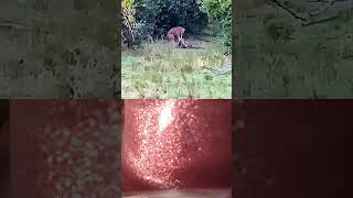Celebrity leopard attack python successfully #wildlife #youtubeshorts #youtube#ytshorts #shorts Net Worth