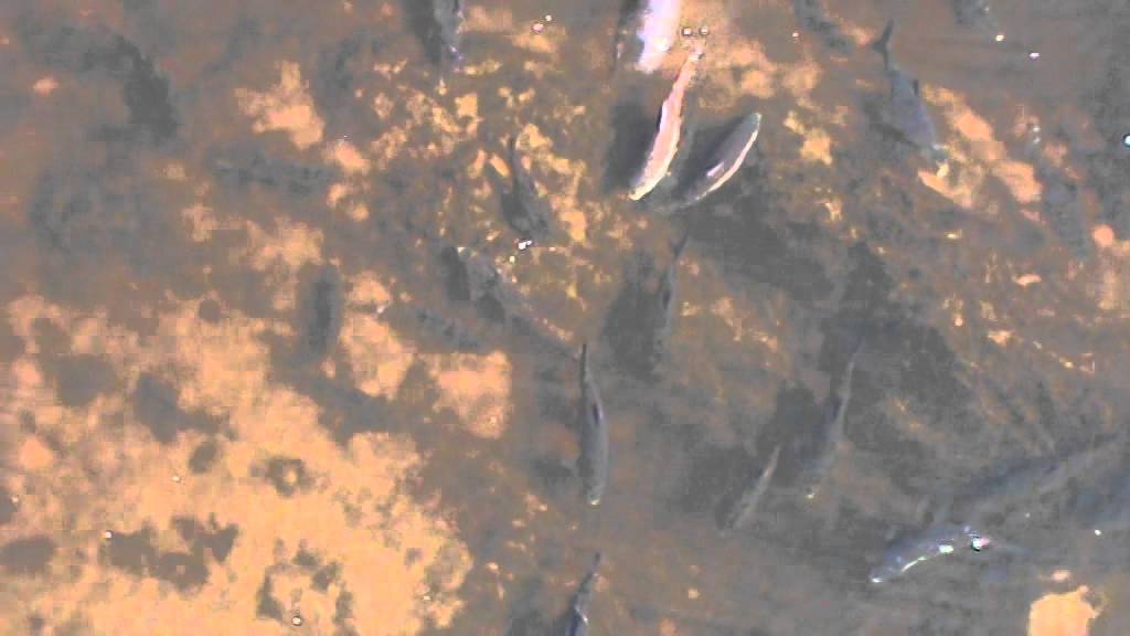 Kulathupuzha YouTube