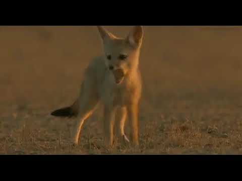 Fennec Fox Hunting Diorama