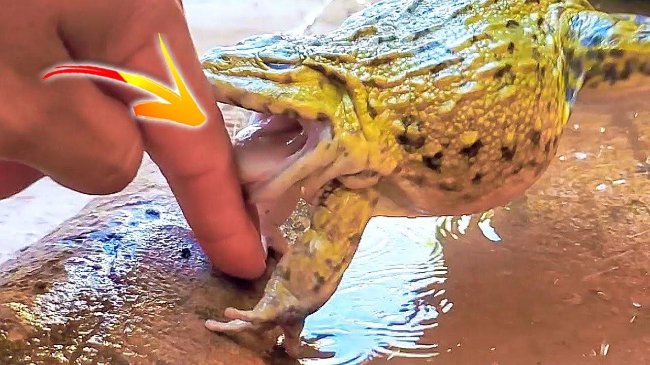 Funny Bullfrog!! Bullfrogs Sounds Cute Frog Video - YouTube