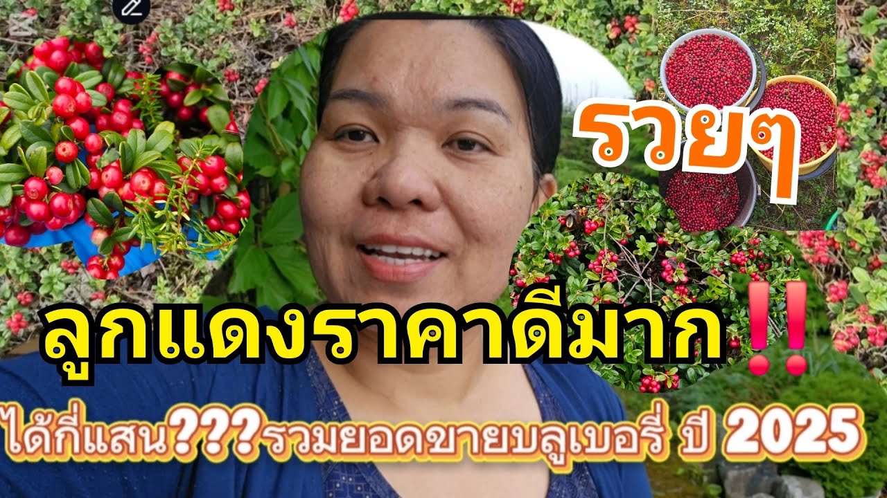 Lingonberry ลูกแดง ราคาปีนี้ดีมาก (puolukkaa)#เก็บผลไม้ป่าขาย #ฟินแลนด์ 