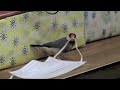 マスクを鳥かごに持って帰りたい桜文鳥ほーちゃん 文鳥動画