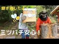 ミツバチ　継ぎ箱して一安心210504