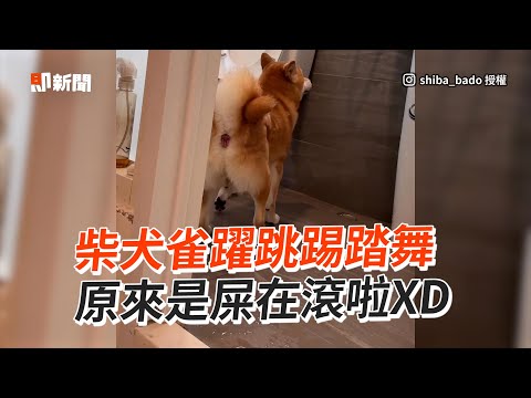 柴犬雀躍跳踢踏舞🎵原來是屎在滾😂｜寵物動物｜狗狗｜精選影片