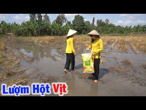 Lang Thang Trên Cánh Đồng Lượm Trứng Vịt và Làm Món Ăn Toàn Trứng Vịt - Tập 81