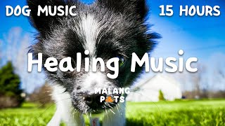 15 hours of piano music to relieve my dog's stress and separation anxiety .