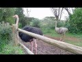 Ostrich Zebroid Animal Orphanage Mount Kenya Safari Club Kenya