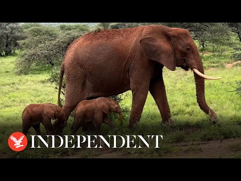 Endangered elephant gives birth to twins in Kenya in rare event