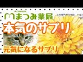 最高級クロレラをお探しの方/サプリメント取扱店/漢方薬剤師心理カウンセラーがいる女性が相談しやすいまつみ薬局へどうぞ