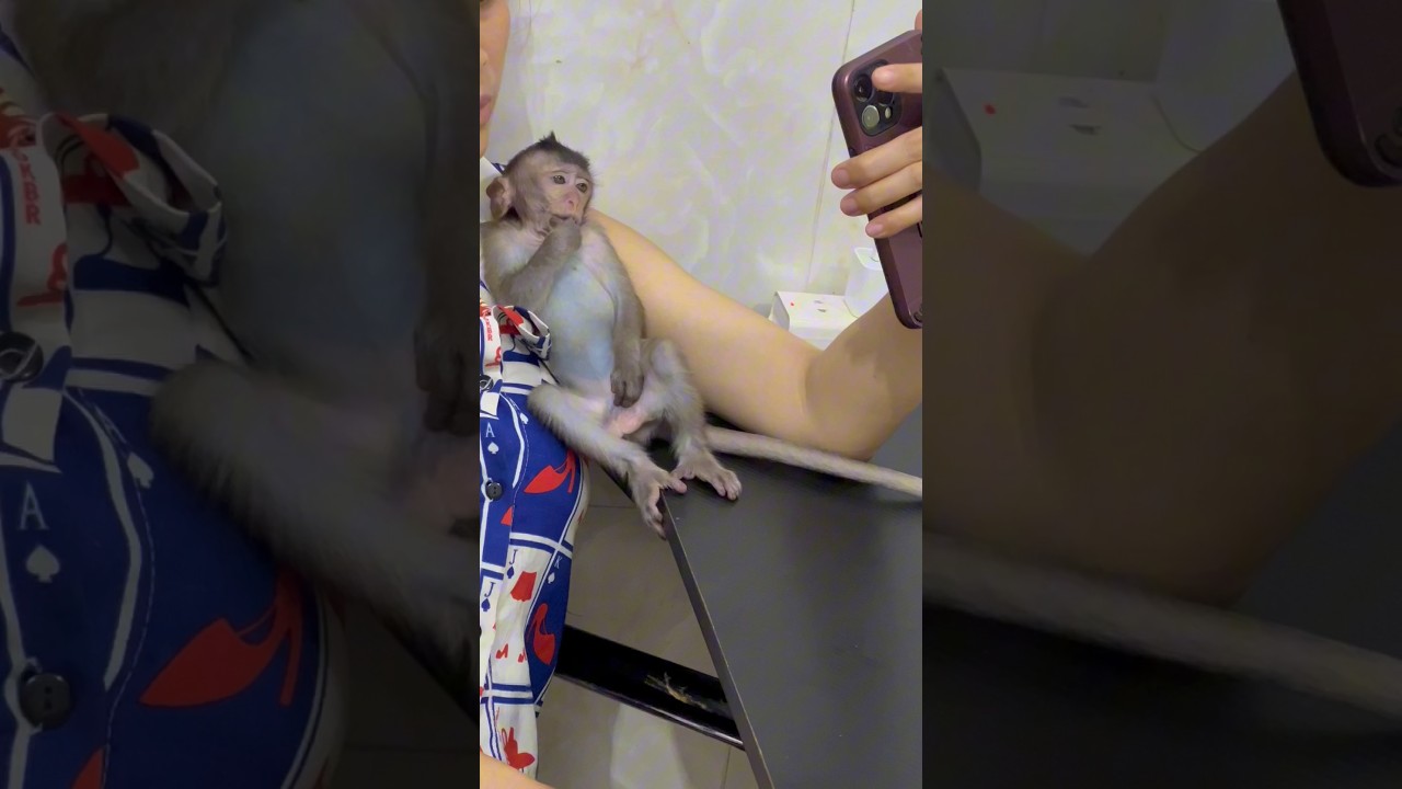 Liza Monkey look phone with monkey