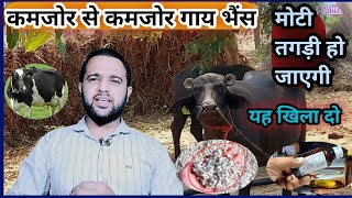 कमजोर से कमजोर गाय भैंस मोटी तगड़ी💪 हो जाएगी||यह खिला दो👌||Kamjor Cow Buffalo ko Mota Tagra kare