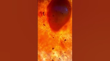 Have u see this type of shrimp before🫣#shrimp #microscope #fyp #foryou #seafood #microscopio