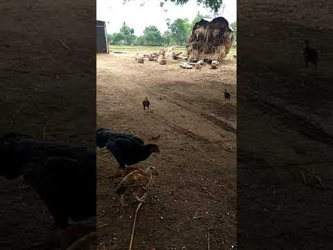 Killmuk Fames Vadamadurai Dindigul 4