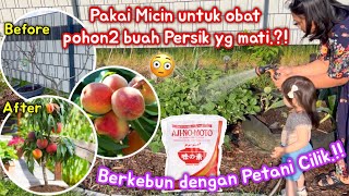 Siram pakai MICIN untuk obat POHON2 BUAHKU yg pada mati.?! BERKEBUN sama bayi &amp; potong poni