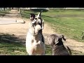 Giant Great Dane Runs Over Cane Corso/Pit Mix