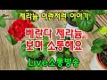 #옥전농부 #베란다 식물 제라늄 식물보며 이런저런 이야기 해요#Live소통방송
