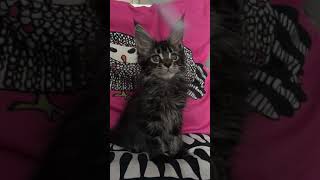 Котята Мейн кун Котята Мейн кун