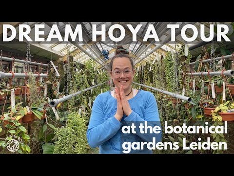 Video: Hoya - 'n Plant Vir Tuinontwerp