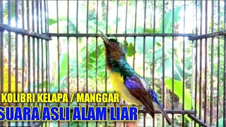 Kolibri kelapa || manggar burung bersuara di pagi hari dengan suara original mencari lawan