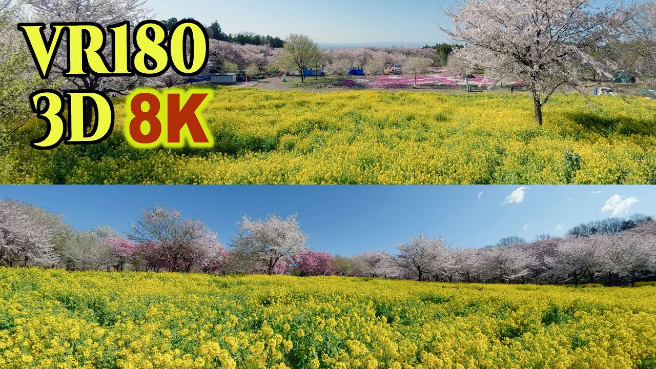 8K 3D VR180 ] 「赤城南面千本桜」春の花々と桜の絶景 Akagi Nanmen