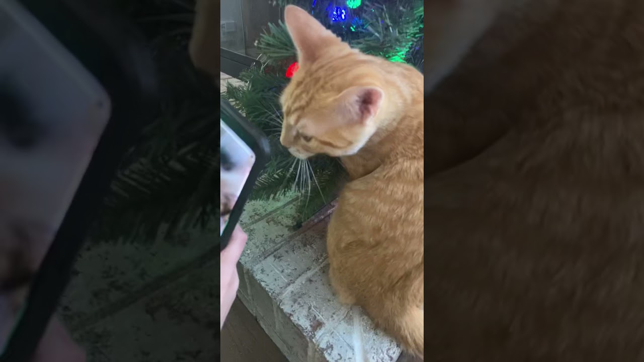 My cat is eating my Christmas tree YouTube