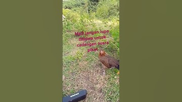 ayam hutan merah Sumatra #pikat betina&mp3
