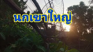 นกเขาใหญ่