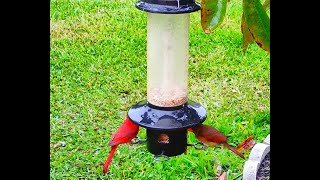 Florida Bird Feeder Live Camera Up-Close Nature 4K