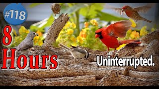 Uninterrupted 😻 Video for Cats 8 Hours of Birds 🐦 No Ad Interruptions CatTV screenshot 4
